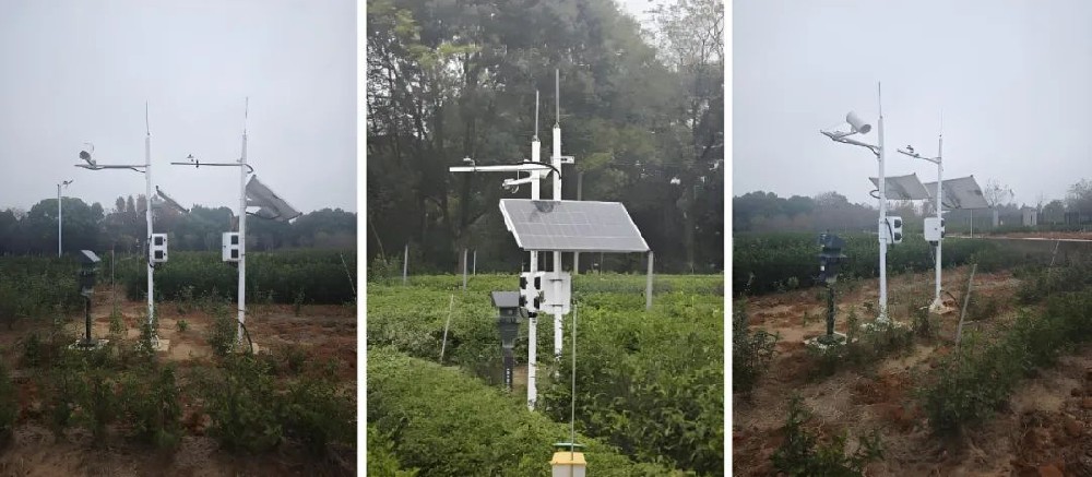 茶园物候监测 | 植物物候监测系统应用案例
