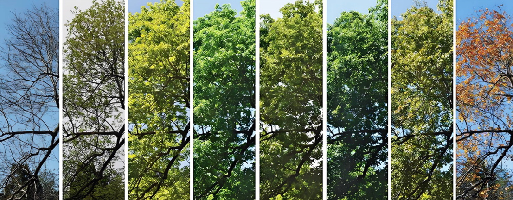 植物多样性监测 | 蓝景科技LJ-WH1000物候相机