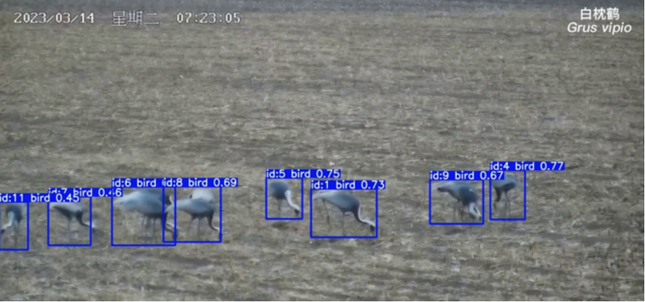 蓝景科技 | LJ-BV1001鸟类图像AI智能识别系统助力多个自然保护区
