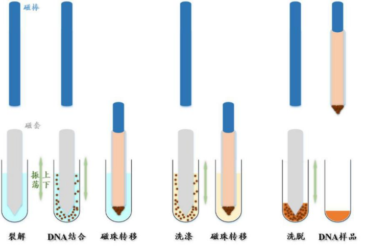 核酸提取示意图